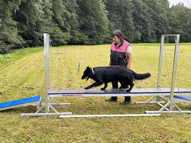 Hundetraining Schaukel